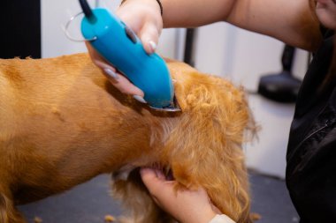 Profesyonel köpek bakımı sürecini elektrikli makasla kapatıyoruz. Manto bakımında, hijyende ve kuaförde dikkatli çalışan becerikli tımar görevlileri..