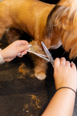 Profesyonel bir köpek tımarcısının pençelerini makasla budaması, titiz bir bakım tekniği, hijyen bakımı ve kuaför ortamında detaylı hayvan bakımı hizmeti göstermesi..