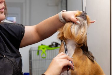 Profesyonel köpek bakım süreci. Makas kullanarak boyun ve çene kürkünün kesin olarak kesilmesi. Dikkatli hayvan bakımı, hijyen rutini ve kuaför salonunda uzman bakım hizmeti.