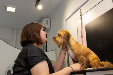 Profesyonel köpek tımarcısının bakım seansı sırasında evcil hayvanla nazikçe etkileşime girmesi. Modern tımar salonunda duygusal bağlantı, sakin idare, güven ve şefkatli hayvan bakımı.
