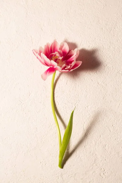 Fotorealistik minimalist çiçekli bir hayat. Yumuşak doğal ışık ve yumuşak gölgeli, anneler günü, doğum günü, doğum günü, kutlama, tebrik kartı tasarımı ve mevsimsel olarak uygun zarif bir ruh hali içinde, nötr bir arka planda tek pembe bir lale.