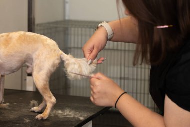Bir evcil hayvan salonunda profesyonel köpek bakımı süreci, dikkatli mont bakımı, hayvan konforu ve yetenekli eller üzerine odaklanmış. Gerçek bir hayvan bakım hizmeti ve küçük işletme rutini..