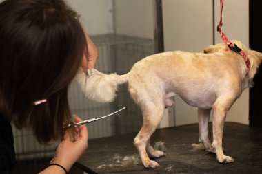 Bir evcil hayvan salonunda profesyonel köpek bakımı süreci, dikkatli mont bakımı, hayvan konforu ve yetenekli eller üzerine odaklanmış. Gerçek bir hayvan bakım hizmeti ve küçük işletme rutini..