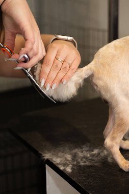Bir evcil hayvan salonunda profesyonel köpek bakımı süreci, dikkatli mont bakımı, hayvan konforu ve yetenekli eller üzerine odaklanmış. Gerçek bir hayvan bakım hizmeti ve küçük işletme rutini..