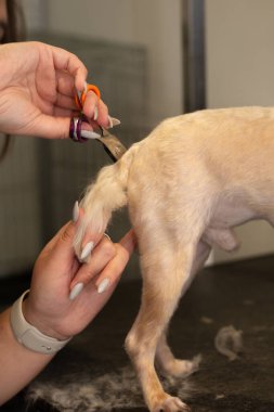 Bir evcil hayvan salonunda profesyonel köpek bakımı süreci, dikkatli mont bakımı, hayvan konforu ve yetenekli eller üzerine odaklanmış. Gerçek bir hayvan bakım hizmeti ve küçük işletme rutini..