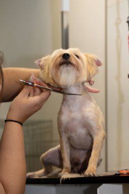 Bir kuaförde küçük bir köpeği dikkatlice budamak ve şekillendirmek suretiyle profesyonel köpek bakımı, hassas aletler, sakin tutma, hijyen ve hayvan bakımı uzmanlığı gösterilir..