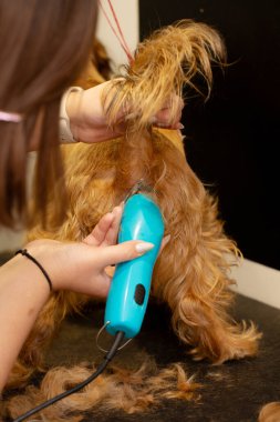 Hayvan kuaföründe elektrikli makasla profesyonel köpek tımarlama işlemi. Bakımcı, uzun kırmızı kürkü tutarken, hayvan bakımı, hijyen ve hayvan sağlığını gösterir.