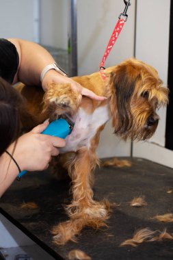 Hayvan kuaföründe elektrikli makasla profesyonel köpek tımarlama işlemi. Bakımcı, uzun kırmızı kürkü tutarken, hayvan bakımı, hijyen ve hayvan sağlığını gösterir.