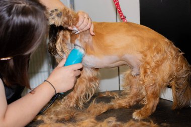 Evcil hayvan salonundaki göğüs ve göbek bölgesini elektrikli kırpıcı ile profesyonel köpek tımar etme işlemi. Tımarcı patisini dikkatlice tutuyor, hayvan bakımı, hijyen ve hayvan sağlığını gösteriyor.