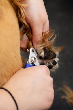 Profesyonel köpek tırnak törpüleme seansında kapatın. Tımarcı pençelerini dikkatlice tutuyor, hayvan bakımını, hijyen rutinini, güvenlik ve hayvan sağlığını gösteriyor.