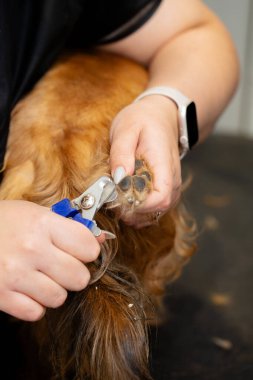 Profesyonel köpek tırnak törpüleme seansında kapatın. Tımarcı pençelerini dikkatlice tutuyor, hayvan bakımını, hijyen rutinini, güvenlik ve hayvan sağlığını gösteriyor.