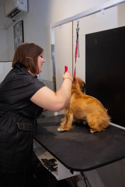 Artı, profesyonel kuaförde tımar masasında küçük bir köpeği fırçalayan boy kadın tımarcı. Vücut çeşitliliğini, hijyeni, palto bakımını ve hayvan bakımını ön plana çıkaran özel bir hayvan bakım hizmeti.