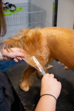 Palto şekillendirirken makas ve tarak kullanan profesyonel bir köpek bakımı. Kuaförde kürkü dikkatlice kesen, titizlik, hijyen ve evcil hayvan bakım hizmeti veren yetenekli eller..
