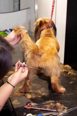 Modern tımar salonundaki rutin hayvan bakımı sırasında kadın kuaför, köpek kürkünü makas ile tımar masasında kesiyor..