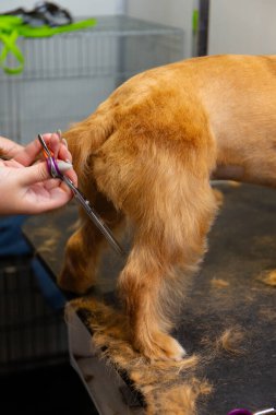 Profesyonel bir köpek tımarcısının pençelerini makasla budaması, titiz bir bakım tekniği, hijyen bakımı ve kuaför ortamında detaylı hayvan bakımı hizmeti göstermesi..