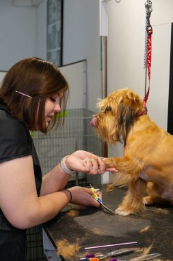 Profesyonel bir kadın kuaför, evcil hayvan bakım salonunda makasla köpek pençesini dikkatlice buduyor, sakin bir dokunuş, güven ve kaliteli bir hayvan bakım hizmeti sunuyor..