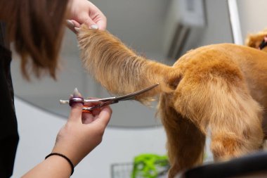 Profesyonel tımarcıya yakın plan, yeni taranmış bir köpek kuyruğunu dikkatlice budamak, titiz çalışma, palto stili becerileri ve kuaförde evcil hayvan bakım hizmeti göstermek..