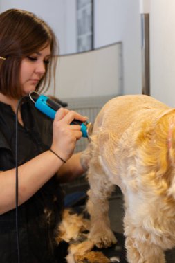 Profesyonel bir kuaför, tıraş seansı sırasında elektrikli makasla köpek kürkü buduyor. Modern evcil hayvan kuaföründe spanyel tipi köpek için dikkatli bir hijyenik saç kesimi.