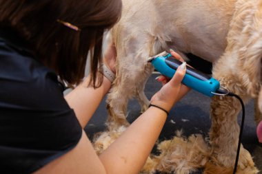 Profesyonel bir kuaför, tıraş seansı sırasında elektrikli makasla köpek kürkü buduyor. Modern evcil hayvan kuaföründe spanyel tipi köpek için dikkatli bir hijyenik saç kesimi.