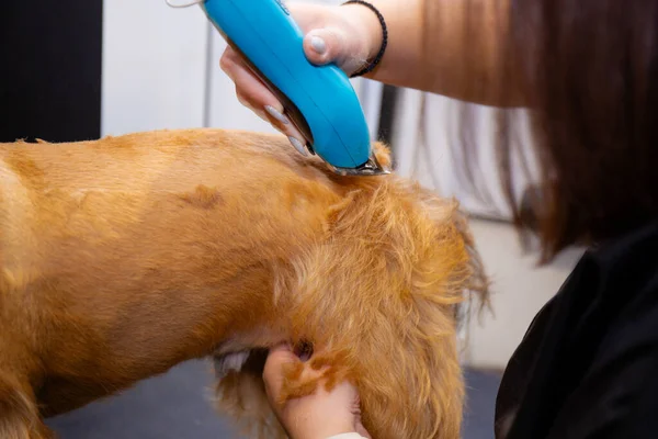 Profesyonel köpek bakımı sürecini elektrikli makasla kapatıyoruz. Manto bakımında, hijyende ve kuaförde dikkatli çalışan becerikli tımar görevlileri..