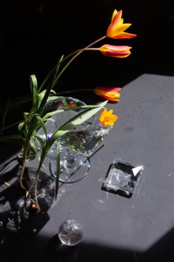 Şatafatlı laleler karanlık arka planda kristal nesnelerle dizilmiş dramatik güneş ışığı. Güçlü bir kontrast ve rafine ruh haliyle çağdaş yaşam tarzı..
