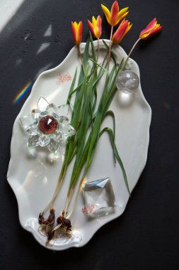 Kristal prizmalı botanik laleler dramatik güneş ışığı tayfı oluşturuyorlar. Kırılma, renk ve enerji hakkındaki kavramsal yaşam.