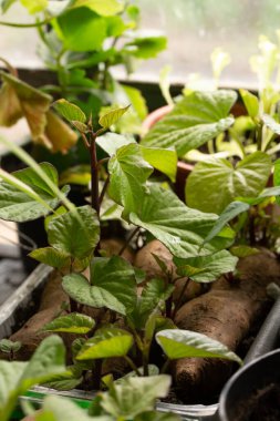 Patates koçanlarının içinde yeşil yapraklar filizleniyor. Kentsel bahçe, sürdürülebilir büyüme ve sıfır atık yaşam tarzı kavramı.