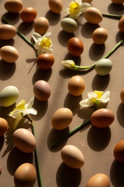 Doğal yumurtalar ve çiçek açan nergisler sıcak güneş ışığında sıralanır. Organik tonlar ve yumuşak gölgelerle minimum bahar kompozisyonu.