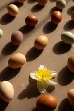 Doğal yumurtalar ve çiçek açan nergisler sıcak güneş ışığında sıralanır. Organik tonlar ve yumuşak gölgelerle minimum bahar kompozisyonu.
