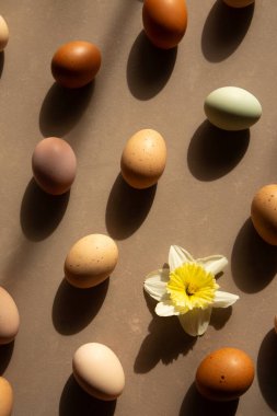 Doğal yumurtalar ve çiçek açan nergisler sıcak güneş ışığında sıralanır. Organik tonlar ve yumuşak gölgelerle minimum bahar kompozisyonu.