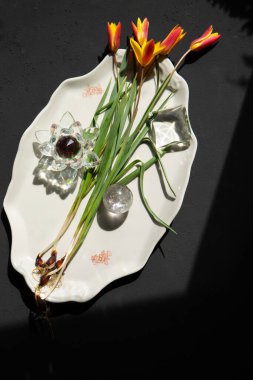 Narin botanik laleleri seramik tabakta seramik olarak dizilmiş ve doğal güneş ışığıyla süslenmiş. Güçlü gölgeleri olan sanatsal bahar kompozisyonu.