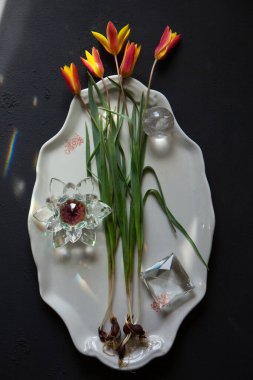 Narin botanik laleleri seramik tabakta dizilmiş ampuller ve dramatik güneş ışığı altında kristal prizmalar. Sanatsal bahar, ışık yansımalarıyla hayat dolu.