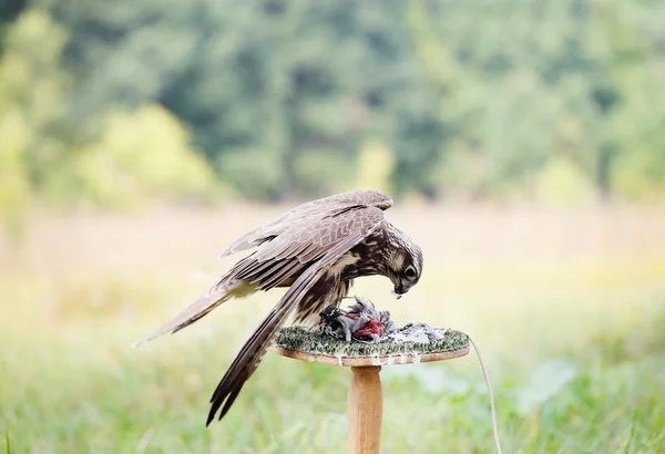 Peregrine Falcon eating a pigeon — Stock Photo, Image