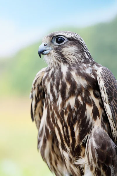 Primer plano del halcón peregrino —  Fotos de Stock