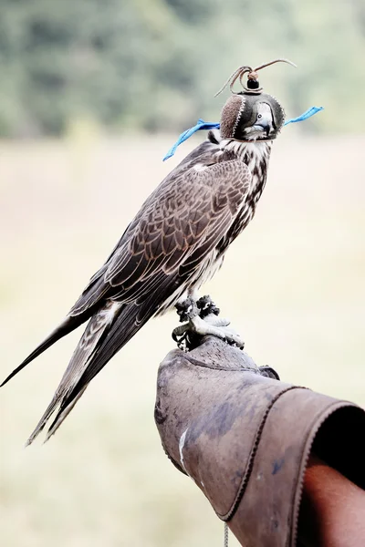 Falcon wearing its hood — Stock Photo, Image