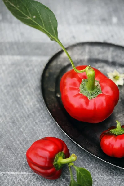 Red pepper on a gray — Stock Photo, Image