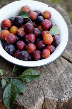 Taze ekolojik mavi Erik