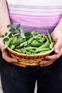 adam tutarak yeşil bezelye
