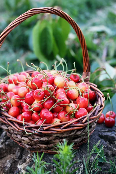 Ciliegie dolci rosse — Foto Stock