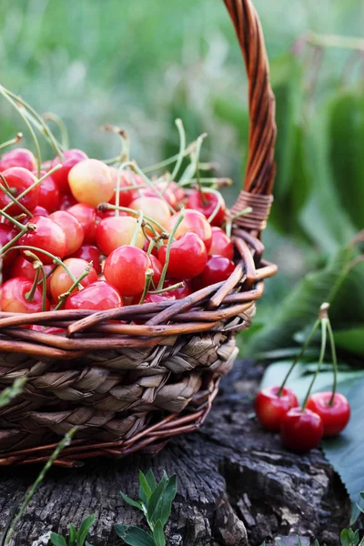 Cerezas rojas dulces, primer plano , —  Fotos de Stock