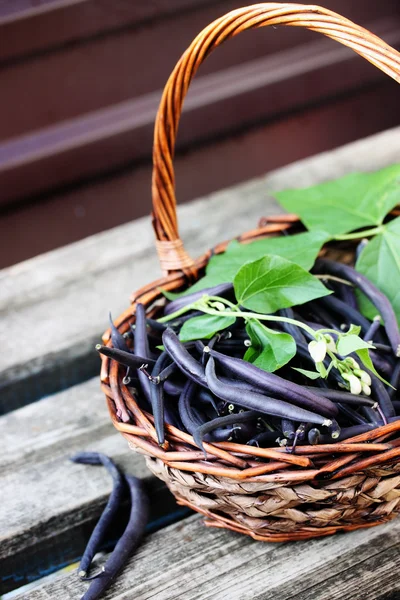 Blue beans in a basket — Stock Photo, Image