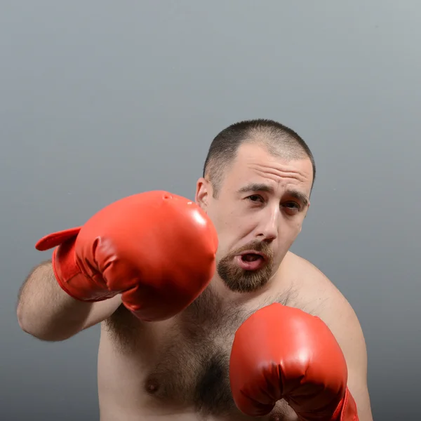 Portrait of funny fat boxer against gray background — Stock Photo, Image