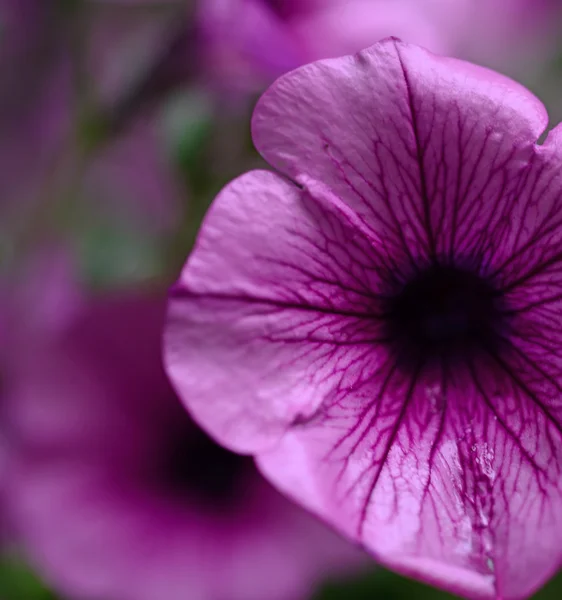 Abstract van paarse bloem — Stockfoto