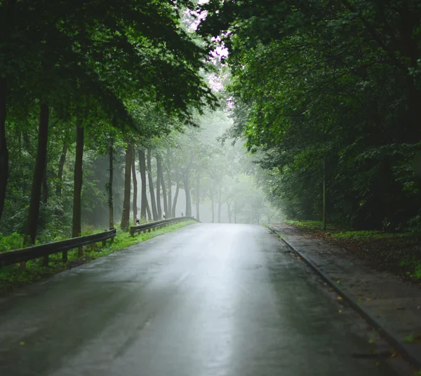 Grüner Wald und verregnete Straße — Stockfoto
