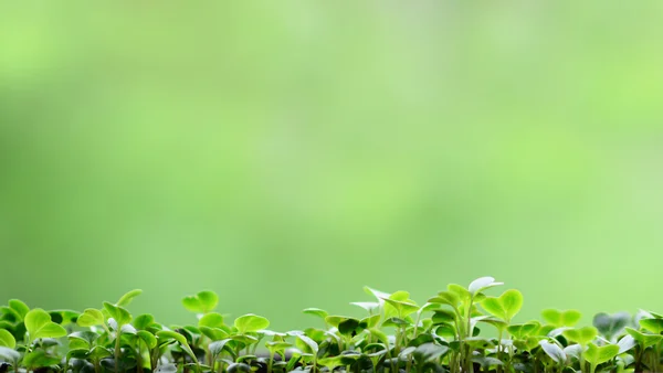 Grüne Blätter gegen grünen natürlichen Hintergrund — Stockfoto