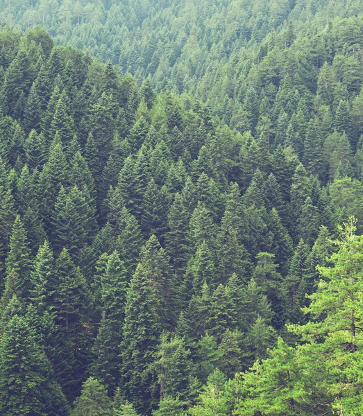 Groene bos achtergrond — Stockfoto