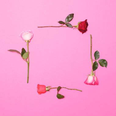 Çerçeve pastel pembe arka plan - düz l üzerinde taze renkli gül