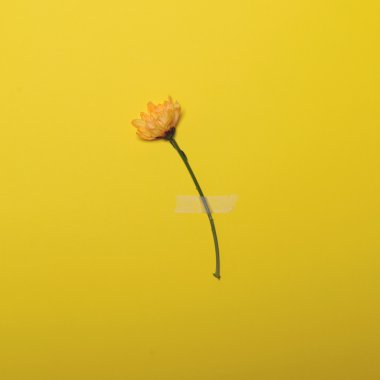 Taze sarı çiçek bantlanmış sarı pastel arka planda - Minimal