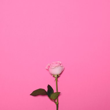 Gül çiçek ile yer yukarıdaki - pastel pembe arka plan üzerinde Trendy 