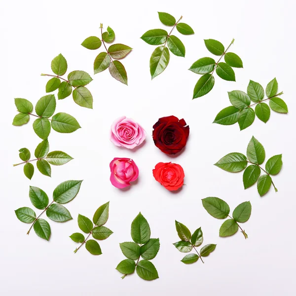 Close-up van vier verschillende rozen binnenkant badrand van roos lea — Stockfoto